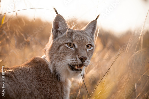Abordable Eurasian Lynx, portrait in autumn field