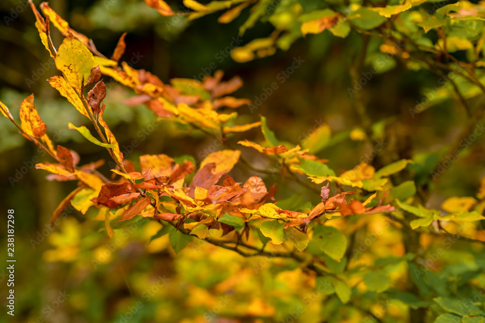 Autumn scene in a natural forest and defocused background Autumn scene in a natural forest and defocused background