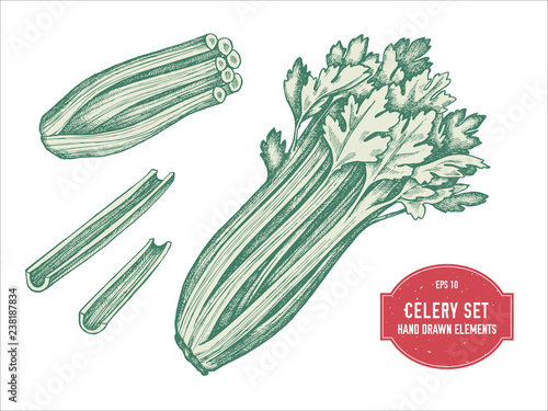 Vector collection of hand drawn pastel celery