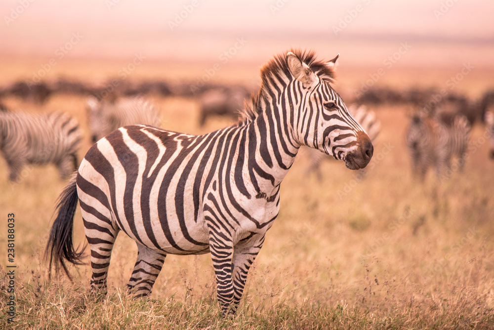 Herd of zebras in african savannah. Zebra with pattern of black and white stripes. Wildlife scene from nature in Africa. Safari in National Park Ngorongoro Crater, Tanzania. Herd of zebras in african savannah. Zebra with pattern of black and white stripes. Wildlife scene from nature in Africa. Safari in National Park Ngorongoro Crater, Tanzania.