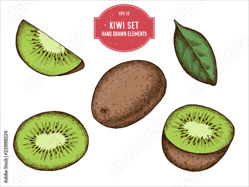 Vector collection of hand drawn colored  kiwi