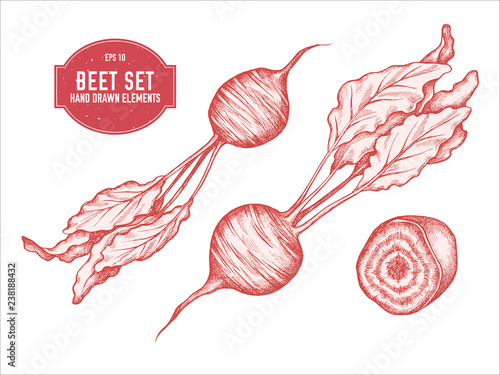 Vector collection of hand drawn pastel beet