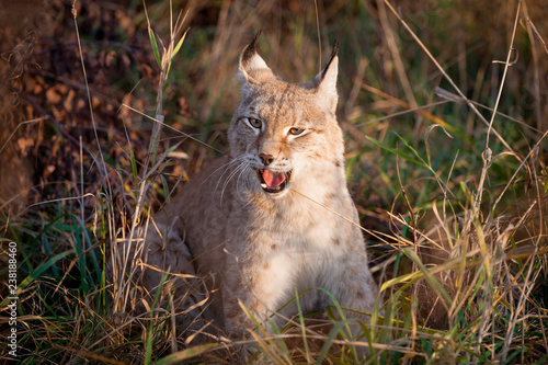 Fototapeta Naklejka Na Ścianę i Meble -  Abordable Eurasian Lynx, portrait in autumn field