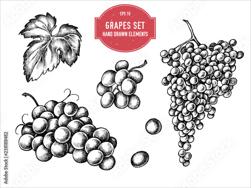 Vector collection of hand drawn black and white grapes