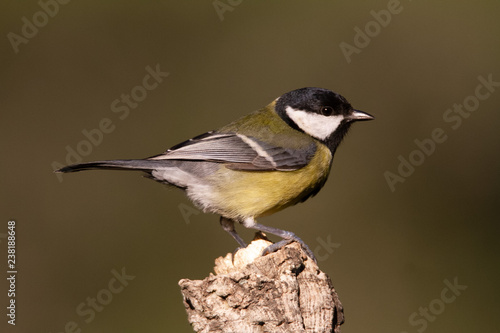 The Great Tit Perches on the cork oak