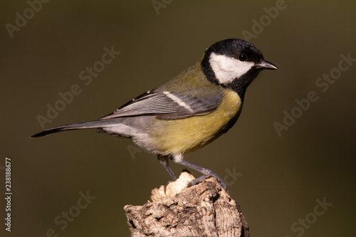The Great Tit Perches on the cork oak