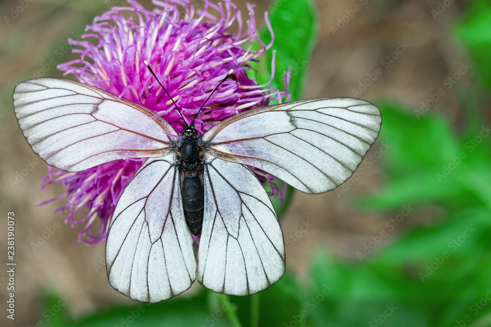 White butterfly Pieris brassicae, on purple flower of medicinal plant Rhapónticum carthamoídes,
White butterfly Pieris brassicae, on purple flower of medicinal plant Rhapónticum carthamoídes,