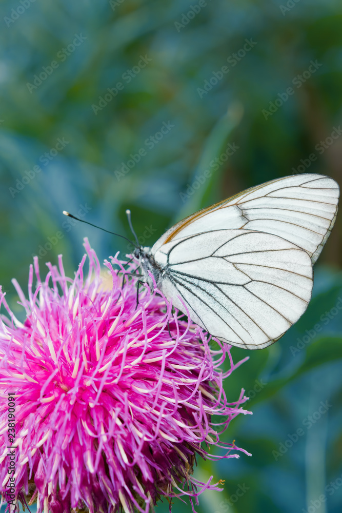 White butterfly Pieris brassicae, on purple flower of medicinal plant Rhapónticum carthamoídes,
White butterfly Pieris brassicae, on purple flower of medicinal plant Rhapónticum carthamoídes,