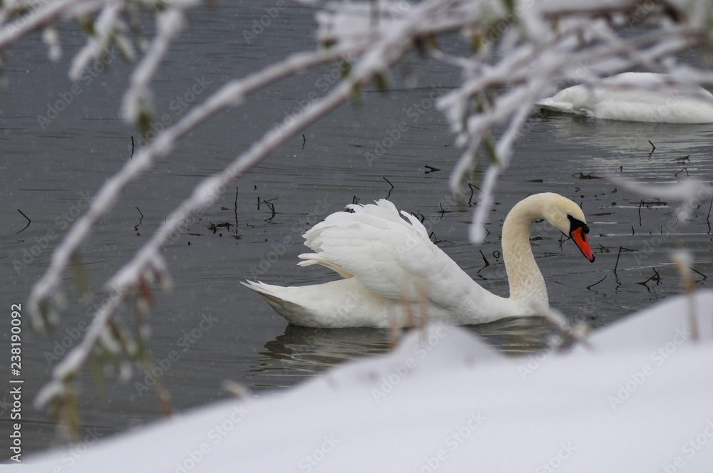 Fototapeta premium White swans on the winter lake