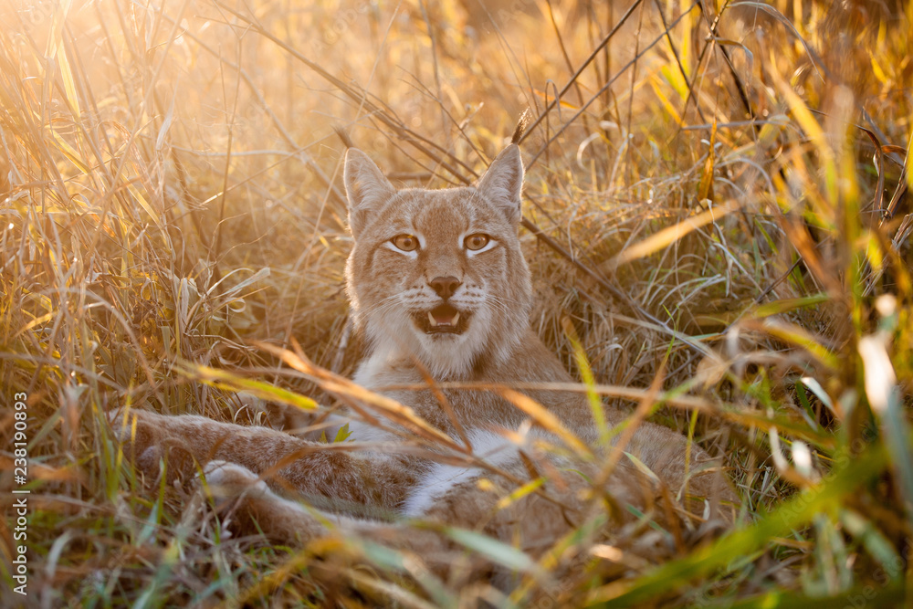 Obraz premium Abordable Eurasian Lynx, portret w jesiennym polu