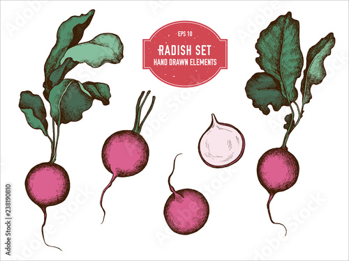 Vector collection of hand drawn colored  radish