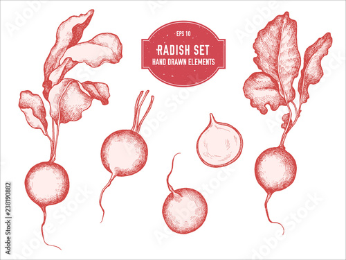 Vector collection of hand drawn pastel radish