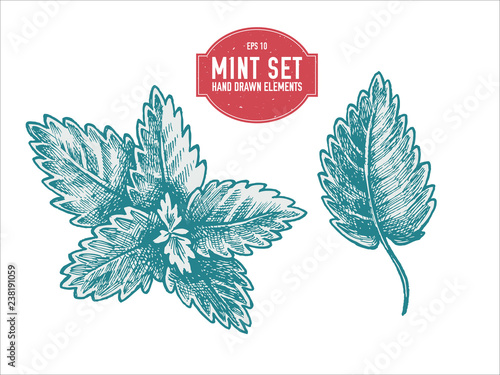 Vector collection of hand drawn pastel mint