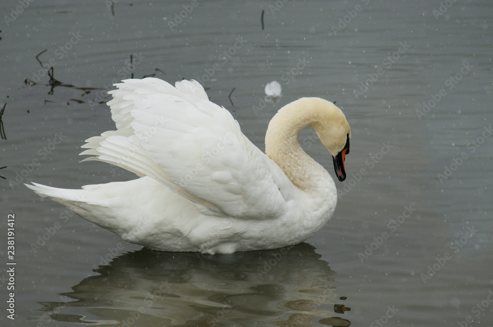 Fototapeta premium White swans on the winter lake