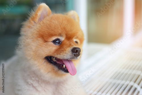 happy pomeranian dog smiling, small cute pet friendly