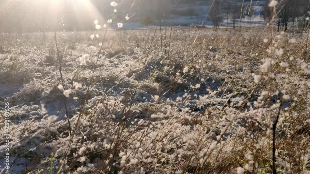 Sun Shining on Snow Covered Wheat Grass Sun Shining on Snow Covered Wheat Grass
