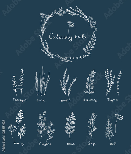 culinary herbs set