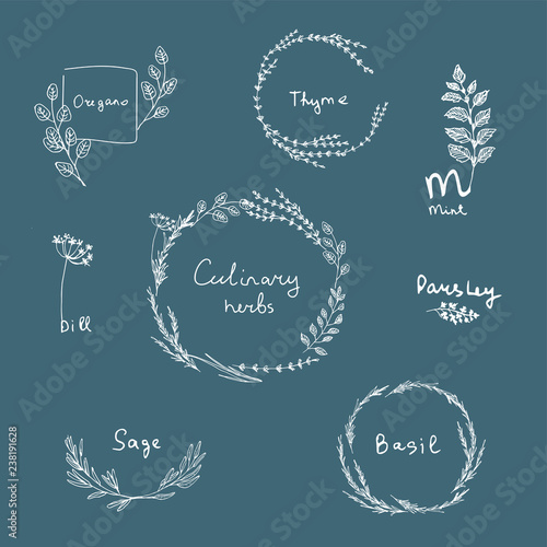 culinary herbs set