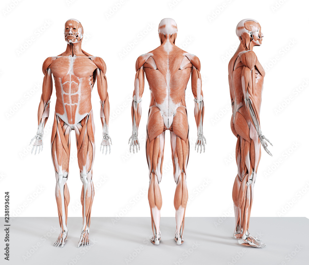 3d rendered medically accurate illustration of the male muscle system 3d rendered medically accurate illustration of the male muscle system