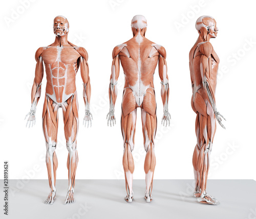 3d rendered medically accurate illustration of the male muscle system