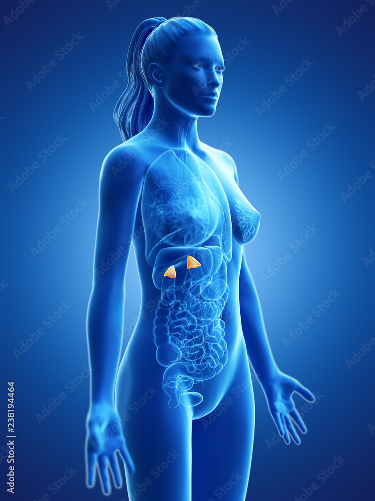 3d rendered medically accurate illustration of a womans adrenal glands 3d rendered medically accurate illustration of a womans adrenal glands