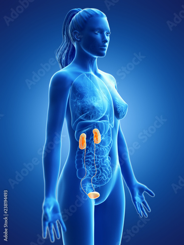 3d rendered medically accurate illustration of a womans urinary system