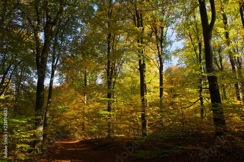 Herbstwald © hhirt