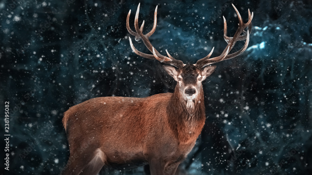 Noble deer male in a snowy forest. Natural winter image. Winter wonderland.  Stock Photo | Adobe Stock