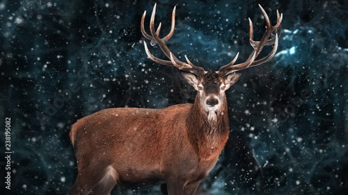  Noble deer male in a snowy forest. Natural winter image. Winter wonderland.