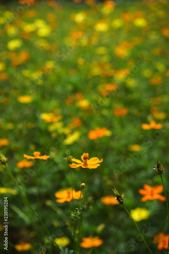 cosmos flower close-up © kiet