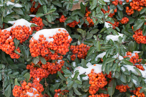 Shrub with orange berries covered with snow..Pyracantha angustifolia is originally from China. It is a beautiful, evergreen shrub with thorny branches. © Tetiana