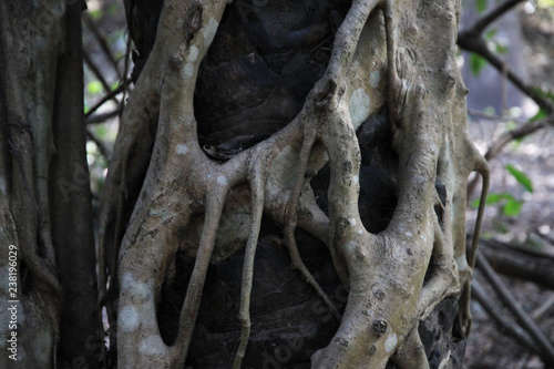 upiornie wyglądające korzenie oplatające pień drzewa w lesie mangrowym w Gambii