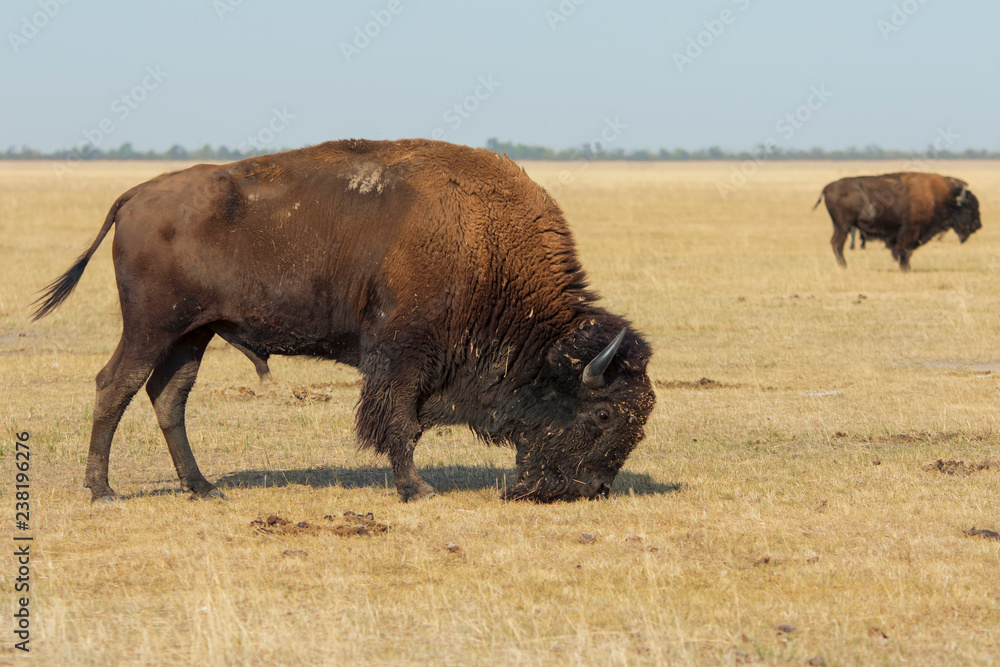 Herd of wild American Bisons graze in a dry field with a clear blue sky