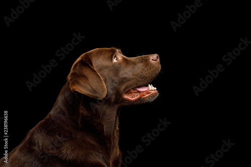 Fototapeta Naklejka Na Ścianę i Meble -  Funny Portrait of Happy Labrador retriever dog Looking up on isolated black background, profile view