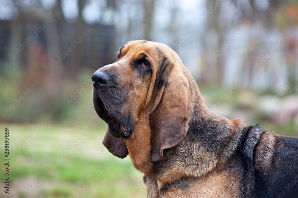 Dog breed bloodhound portrait on nature
