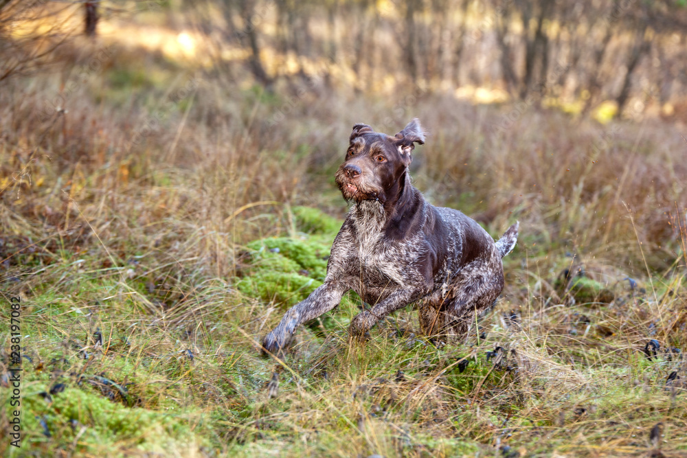 Dog breed Drathaar German Wirehaired run in autumn forest Dog breed Drathaar German Wirehaired run in autumn forest