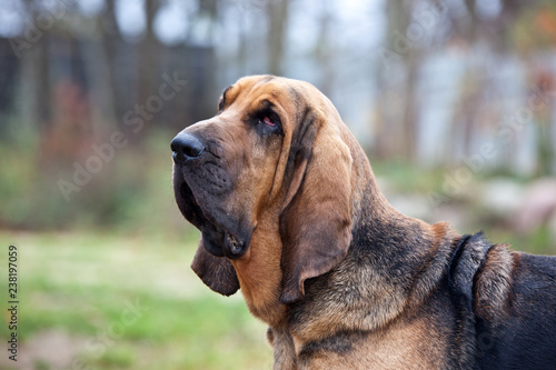 Dog breed bloodhound portrait on nature photo