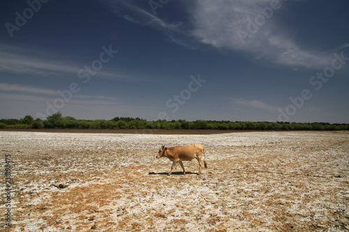 samotna krowa na wyschniętej i popękanej ziemi z niebieskim niebem w tle w ameryce południowej