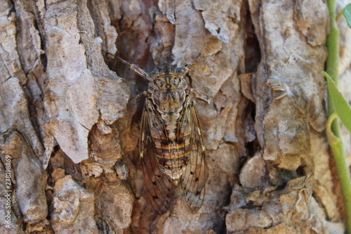 Cicada