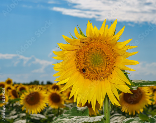 Beautiful sunflowers in the field natural background  Sunflower blooming.