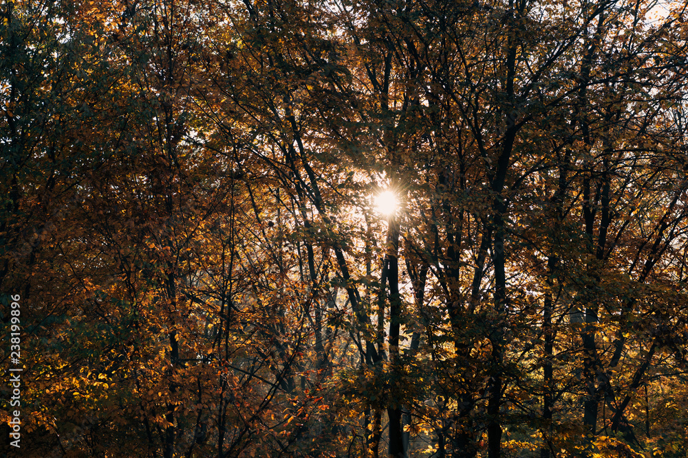 Fototapeta premium Sunshine through tree twigs in autumn park