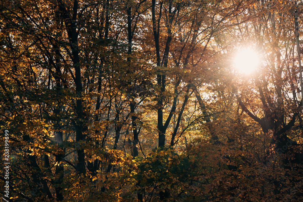 Sunshine through tree twigs in peaceful forest