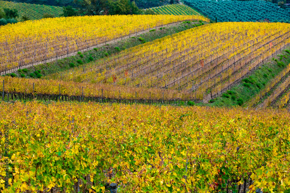 Chianti Region, Tuscany, Italy. Vineyards in autumn