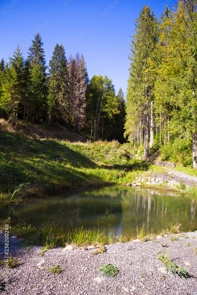 Obraz premium beautiful scenery of the forest and the blue sky of the Carpathian Ukraine.