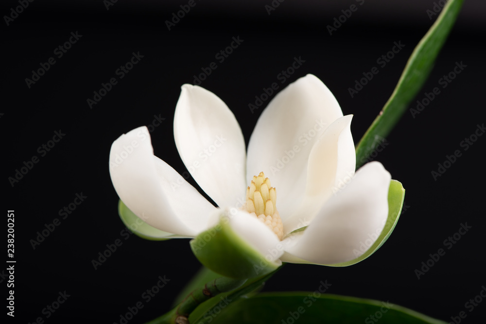 White magnolia flower and green leaf on isolated black background. White magnolia flower and green leaf on isolated black background.