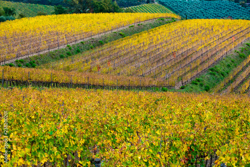 Chianti Region, Tuscany, Italy. Vineyards in autumn