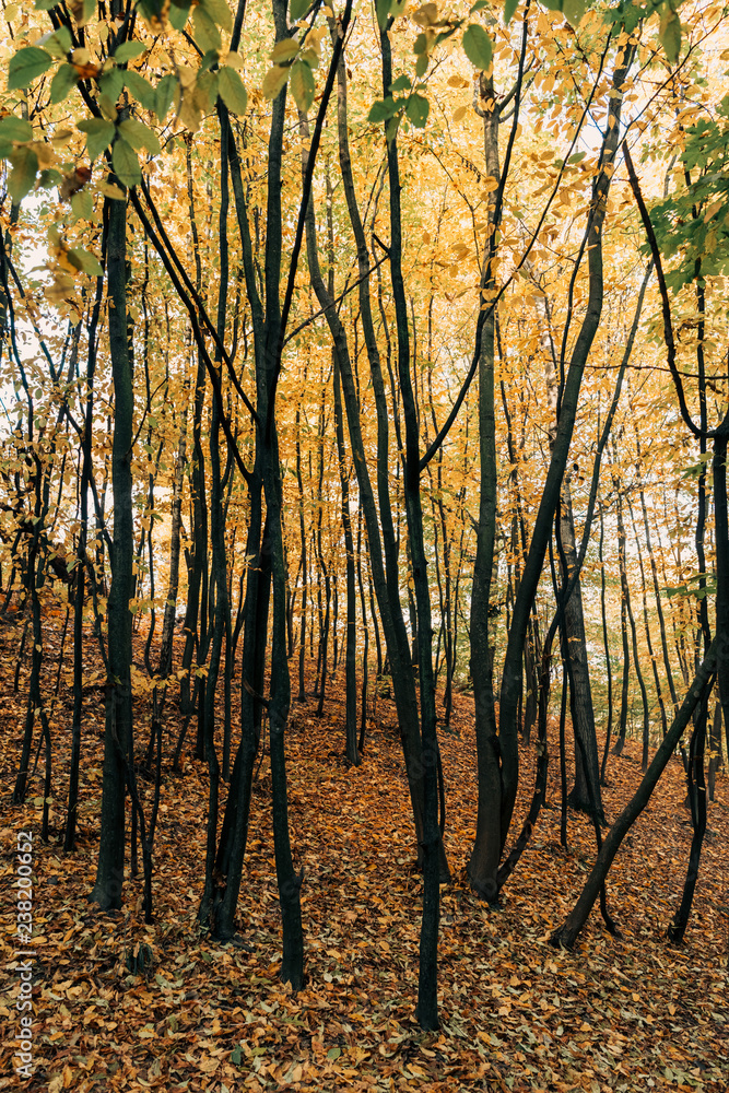 Naklejka premium Yellow fallen leaves on ground near trees in forest