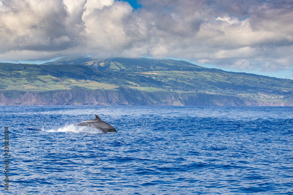 Obraz premium A jumping family of wild bottlenose dolphins, Tursiops truncatus, spotted during a whale watching trip in front of the coast between Pico and Faial, in the western Açores Islands.