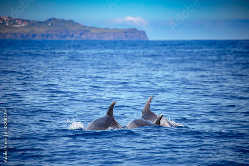 A jumping family of wild bottlenose dolphins, Tursiops truncatus, spotted during a whale watching trip in front of the coast between Pico and Faial, in the western Açores Islands.