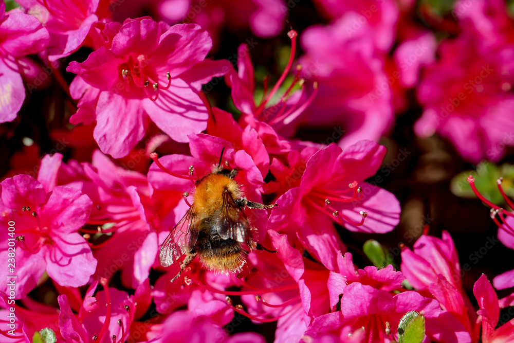 Blüten vom Rhododendronmit Hummel